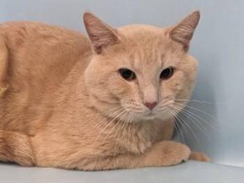Snickerdoodle -  Domestic Short Hair Cat for Adoption in Golden Valley, Minnesota - Snickerdoodle | PetCurious