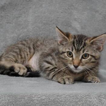 Queen (Courtesy Post) -  Domestic Short Hair Cat for Adoption in Sunnyvale, California - Queen (Courtesy Post) | PetCurious