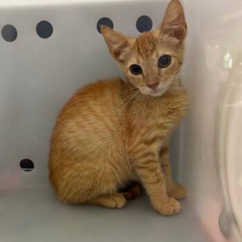 Carp -  Domestic Short Hair Cat for Adoption in Columbus, Georgia - Carp | PetCurious