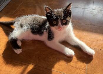Harold -  Domestic Short Hair Cat for Adoption in Williamsville, New York - Harold | PetCurious