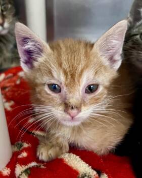 Richard Bachman -  Domestic Short Hair Cat for Adoption in Cincinnati, Ohio - Richard Bachman | PetCurious