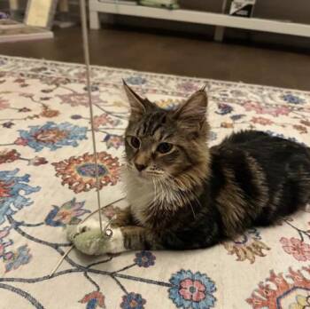 Domestic Short Hair Cats Available for Adoption - Belfast | PetCurious
