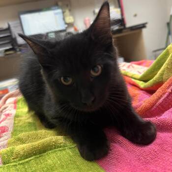 Ozzy -  Domestic Medium Hair Cat for Adoption in Lakeland, Florida - Ozzy | PetCurious