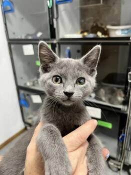 Brandi -  Domestic Short Hair Cat for Adoption in Dayton, Minnesota - Brandi | PetCurious