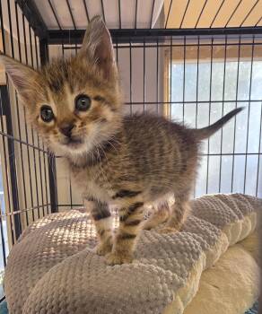 Ziggy -  Domestic Short Hair Cat for Adoption in Momence, Illinois - Ziggy | PetCurious