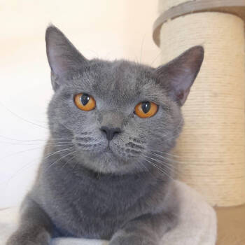 Rescue Domestic Short Hair Cats for Adoption in Merrifield, Virginia - Gucci Kuwait | PetCurious