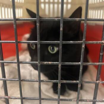 Kenny -  Domestic Short Hair Cat for Adoption in Philadelphia, Pennsylvania - Kenny | PetCurious
