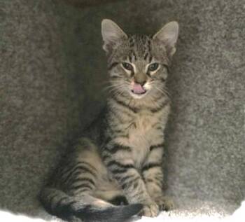 Rescue Domestic Short Hair Cats for Adoption in Rossville, Tennessee - Cedar | PetCurious