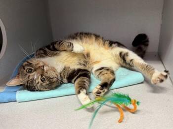 Timothy -  Domestic Short Hair Cat for Adoption in New York, New York - Timothy | PetCurious