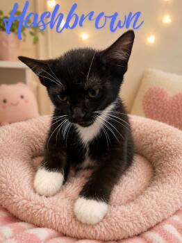 Hashbrown -  Domestic Short Hair Cat for Adoption in Barton, Vermont - Hashbrown | PetCurious