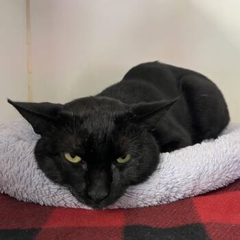 Domestic Short Hair Cats Available for Adoption in Duncan, Oklahoma - Baker | PetCurious