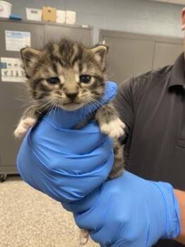 Domestic Short Hair Cats Available for Adoption - Joe | PetCurious