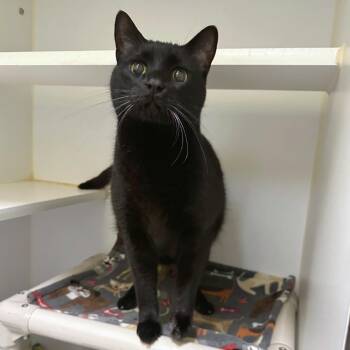 American Shorthair Cats Available for Adoption in Woodinville, Washington - Fromage | PetCurious