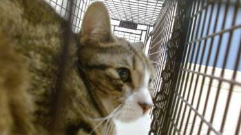 Domestic Short Hair Cats Available for Adoption - MARIA CARLA | PetCurious