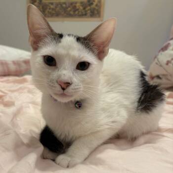 Domestic Short Hair Cats Available for Adoption in Weehawken Township, New Jersey - Princess | PetCurious