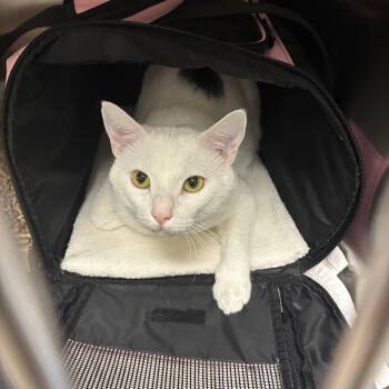 Tubby -  Domestic Short Hair Cat for Adoption in Philadelphia, Pennsylvania - Tubby | PetCurious