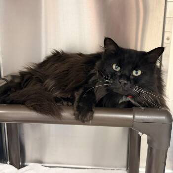Domestic Medium Hair Cats Available for Adoption - Onyx | PetCurious