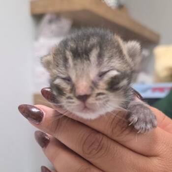 Nugget -  Domestic Short Hair Cat for Adoption in Buellton, California - Nugget | PetCurious