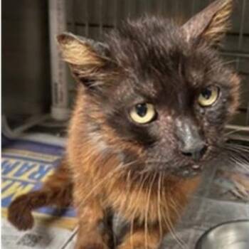 Rescue Domestic Medium Hair Cats for Adoption in Los Angeles, California - Bert | PetCurious