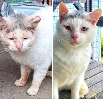 Rescue Domestic Short Hair Cats for Adoption in Lansdowne, Pennsylvania - Sugar Ray | PetCurious