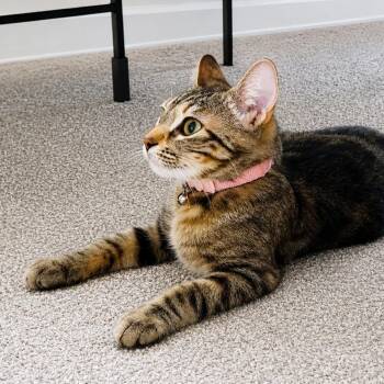 Lily -  Domestic Short Hair Cat for Adoption in Springfield, Missouri - Lily | PetCurious