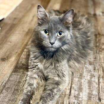 Domestic Medium Hair Cats Available for Adoption in Charles City, Iowa - Mopsy | PetCurious