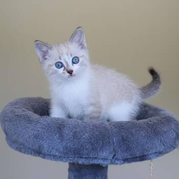 Oakley -  Domestic Short Hair Cat for Adoption in St. Ignace, Michigan - Oakley | PetCurious