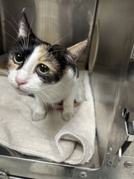 Rescue Domestic Medium Hair Cats for Adoption in El Paso, Texas - Paisley | PetCurious