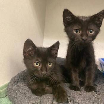Onyx -  Domestic Short Hair Cat for Adoption in Dayton, Ohio - Onyx | PetCurious