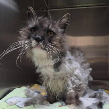 Hula Girl -  Domestic Medium Hair Cat for Adoption in Windsor, Virginia - Hula Girl | PetCurious