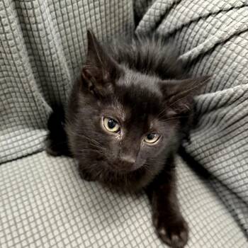 Nutmeg -  Domestic Medium Hair Cat for Adoption in Melrose, Florida - Nutmeg | PetCurious