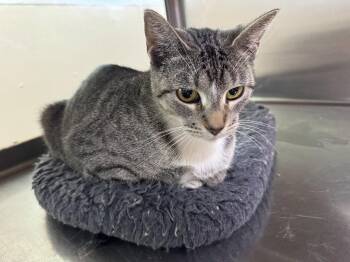 Darlene -  Domestic Short Hair Cat for Adoption in Austin, Minnesota - Darlene | PetCurious