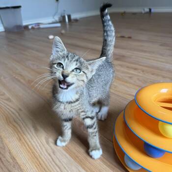 Rellis -  Domestic Short Hair Cat for Adoption in Bryan, Texas - Rellis | PetCurious
