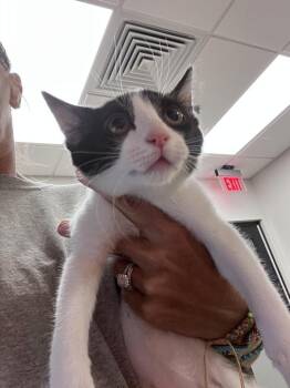 Meatball -  Domestic Medium Hair Cat for Adoption in Greenfield, Indiana - Meatball | PetCurious