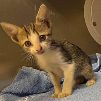 Kirk -  Domestic Short Hair Cat for Adoption in Milton, Florida - Kirk | PetCurious