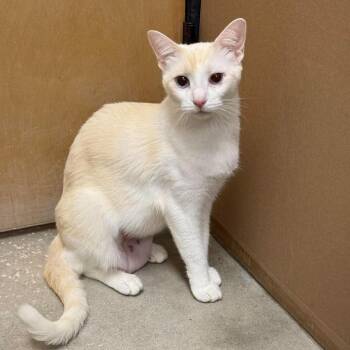 Marina -  Siamese Cat for Adoption in NEW PT RICHEY, Florida - Marina | PetCurious