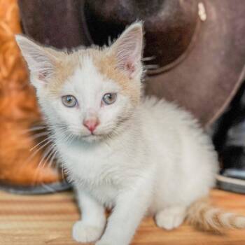 Ennis -  Domestic Long Hair Cat for Adoption in Belleville, Illinois - Ennis | PetCurious