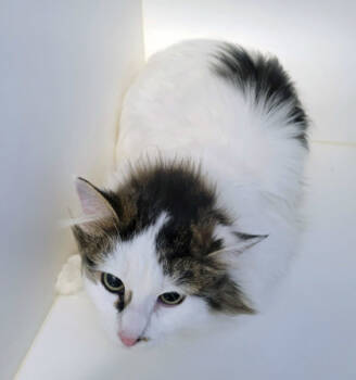 Rescue Domestic Long Hair and Domestic Short Hair Cats for Adoption in Fishers, Indiana - Sabrina | PetCurious