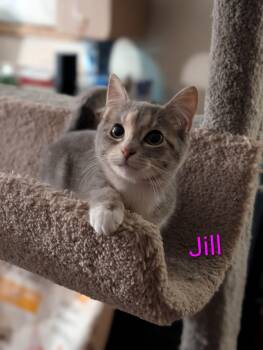 Dilute Calico Cats Available for Adoption - Jill (Tiff-fostered In New England) | PetCurious