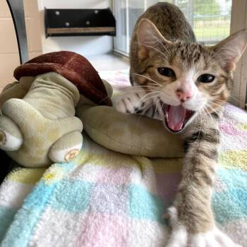 Domestic Short Hair Cats Available for Adoption - Honey Butter Chicken Biscuit | PetCurious