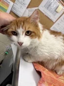Badonkadonk -  Domestic Long Hair and Domestic Short Hair Cat for Adoption in Lowell, Massachusetts - Badonkadonk | PetCurious