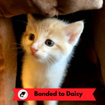 Rescue Domestic Short Hair Cats for Adoption in Skokie, Illinois - Preston | PetCurious