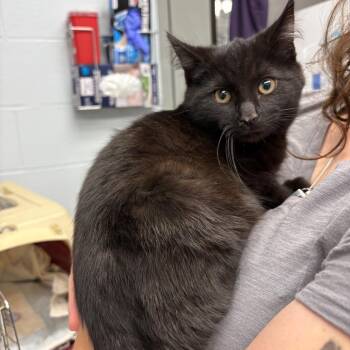 Domestic Short Hair Cats Available for Adoption in Parkersburg, West Virginia - Bebop | PetCurious