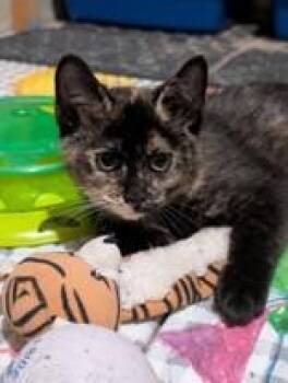 Georgia Peach-Bonded to Button -  Domestic Short Hair Cat for Adoption in Manitowoc, Wisconsin - Georgia Peach-Bonded To Button | PetCurious