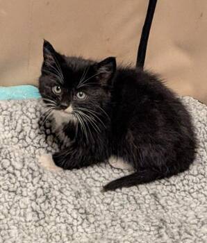 Olive -  American Shorthair Cat for Adoption in Hagaman, New York - Olive | PetCurious