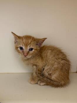 Tenor -  Domestic Short Hair Cat for Adoption in Bloomington, Indiana - Tenor | PetCurious