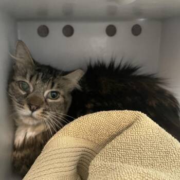 Domestic Short Hair Cats Available for Adoption in Pasadena, California - Baby | PetCurious