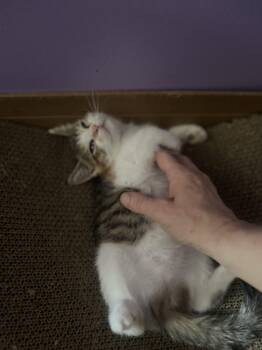 Apple turnover -  Calico Cat for Adoption in Newark Valley, New York - Apple Turnover | PetCurious