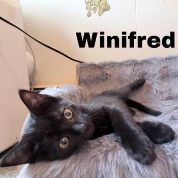 Winifred -  Domestic Short Hair Cat for Adoption in Danbury, Connecticut - Winifred | PetCurious
