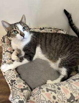 Novu -  Domestic Short Hair Cat for Adoption in Santa Rosa, California - Novu | PetCurious